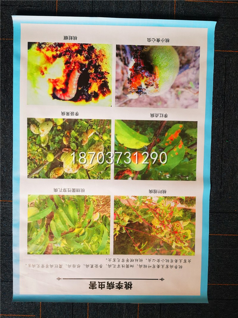 掛圖