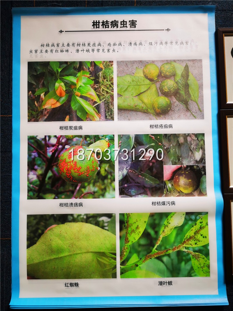 掛圖