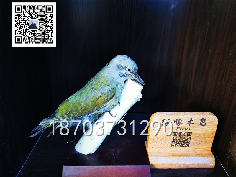 動物剝制標本 (9)