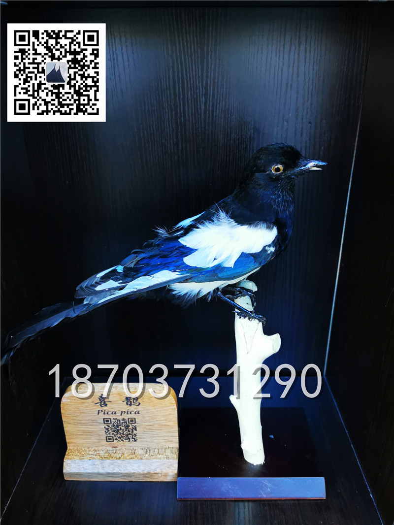 動物剝制標(biāo)本 (29)